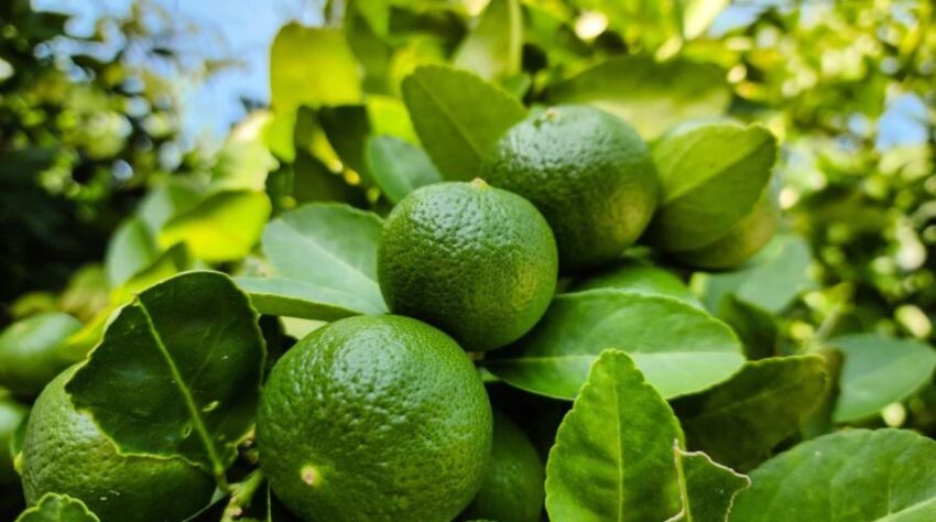 República dominicana exporta tonelada de limones entre 2020 y 2024